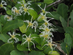 Clematis terniflora garanbiensis
