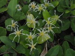 Clematis terniflora garanbiensis