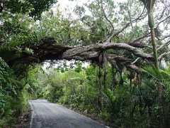 Metrosideros carminea