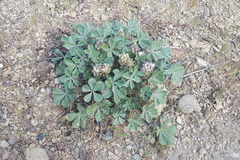 Pediomelum megalanthum