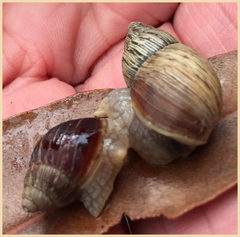 Bothriembryon brazieri