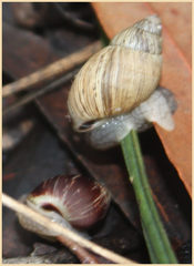 Bothriembryon brazieri