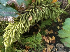 Gunnera manicata