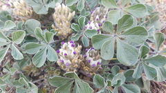 Pediomelum megalanthum