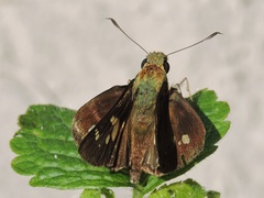 Polytremis eltola