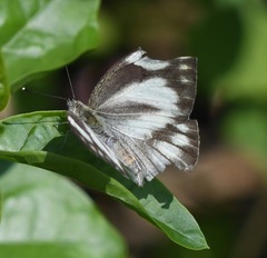 Appias libythea olferna