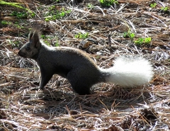 Sciurus aberti kaibabensis