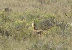 Cynomys parvidens