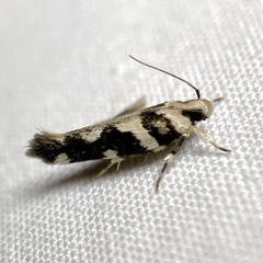 Macrobathra euryleuca