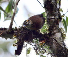Anabacerthia variegaticeps