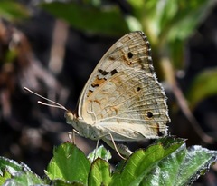 Junonia orithya wallacei