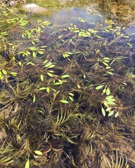 Potamogeton gramineus