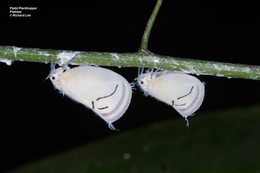 Ceryniini
