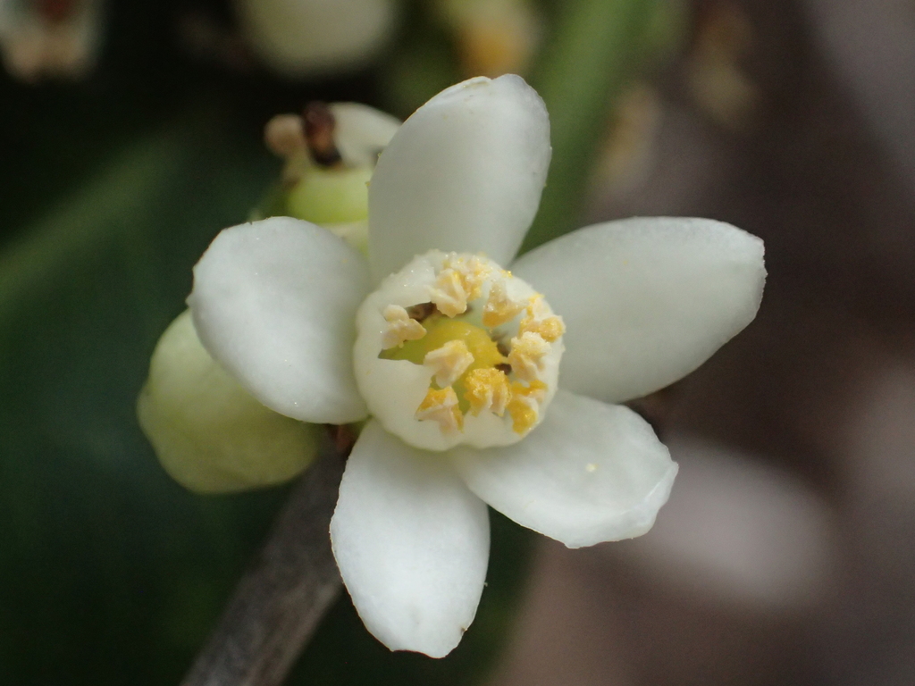 Cần thăng – Atalantia buxifolia