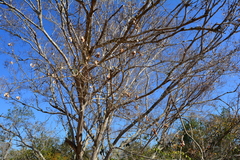 Pteleopsis myrtifolia