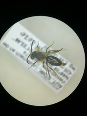 Andrena dorsata