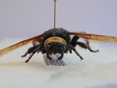 Megascolia maculata flavifrons