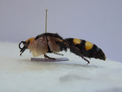Megascolia maculata flavifrons