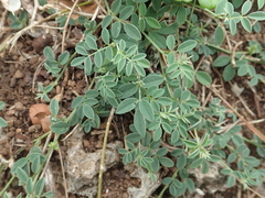 Indigofera byobiensis