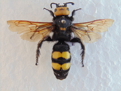 Megascolia maculata flavifrons