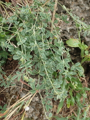 Indigofera byobiensis