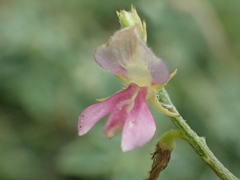 Indigofera byobiensis