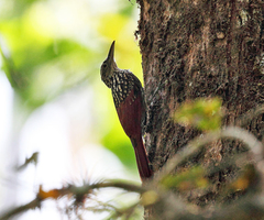Xiphorhynchus lachrymosus