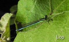 Agriocnemis lacteola