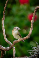 Vireo gilvus