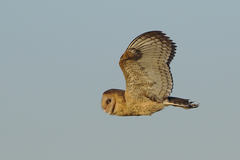 African Grass-Owl photo 4