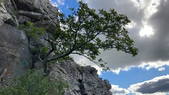 Agarista eucalyptoides