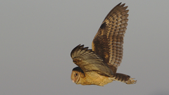 African Grass-Owl photo 3