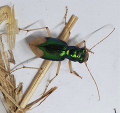 Pseudotetracha australis