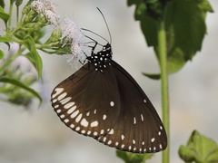 Euploea klugii