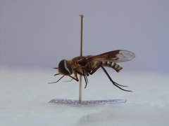 Exoprosopa rivularis