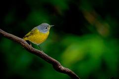 Leiothlypis ruficapilla