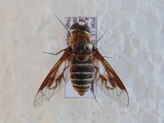 Exoprosopa rivularis