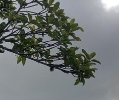 Agarista eucalyptoides