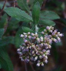 Pluchea tomentosa