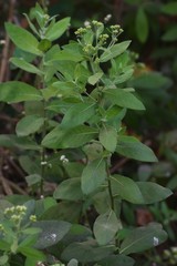 Pluchea tomentosa