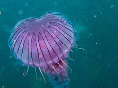 Chrysaora agulhensis