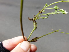 Procecidochares alani