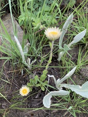 Helichrysum monticola