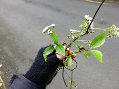 Procecidochares alani