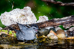 Dumetella carolinensis