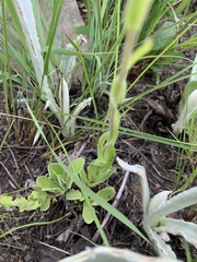 Helichrysum monticola