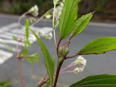 Procecidochares alani