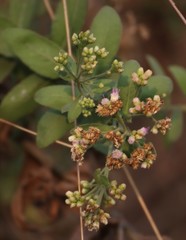 Pluchea tomentosa