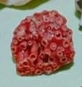 Rotaliida