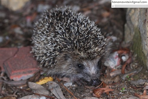 Amur Hedgehog